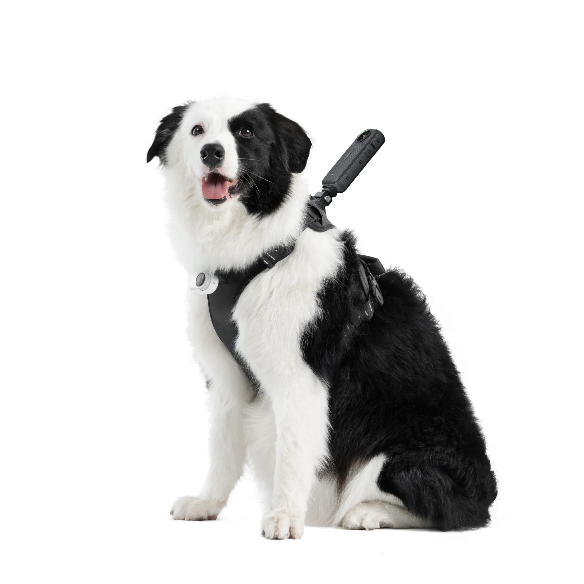 Ein schwarz-weißer Hund sitzt und trägt ein Geschirr mit einer Kamera. Der Hund hat das Maul offen, vor weißem Hintergrund.