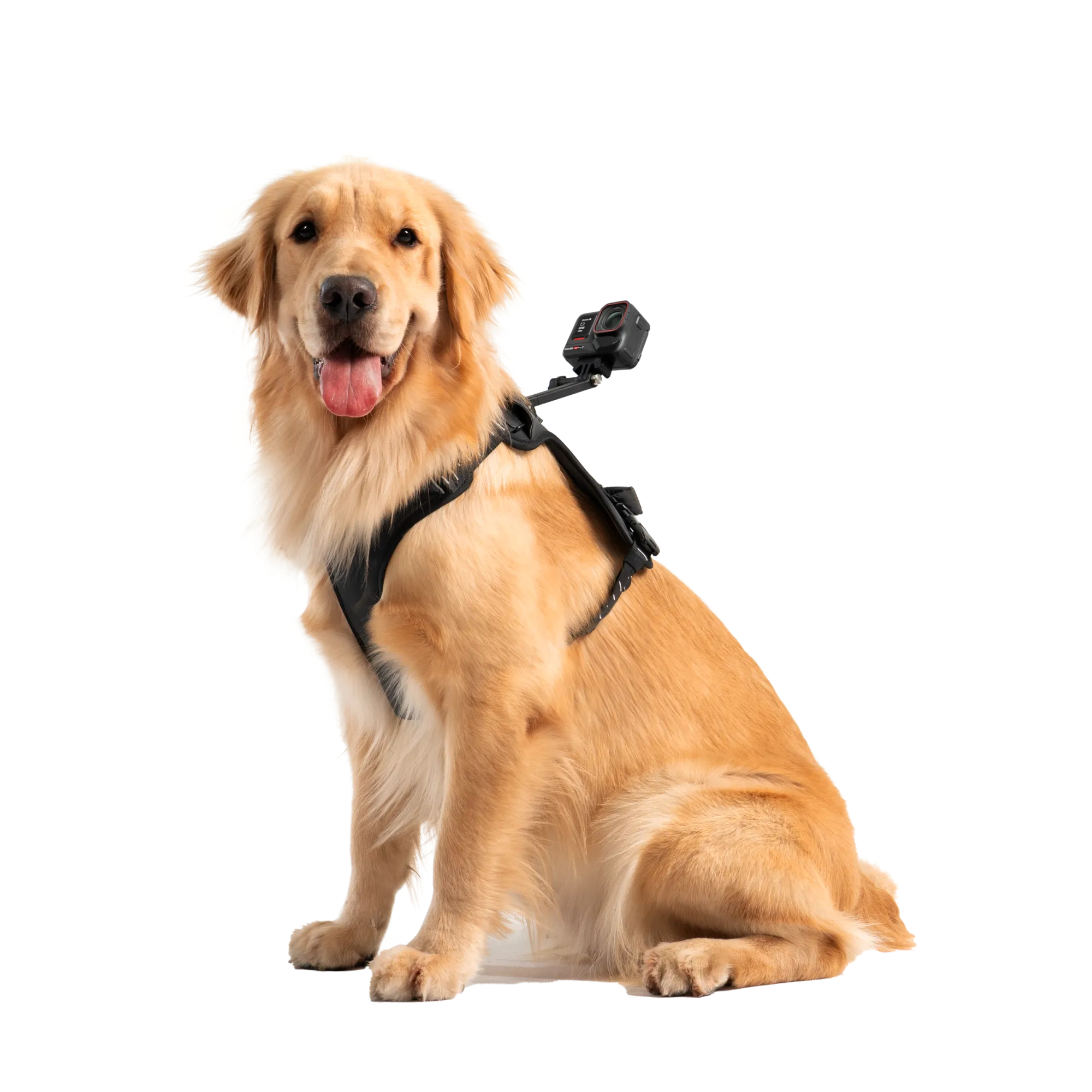 Goldener Retriever mit Geschirr und Action-Kamera. Er sitzt und schaut nach vorne.