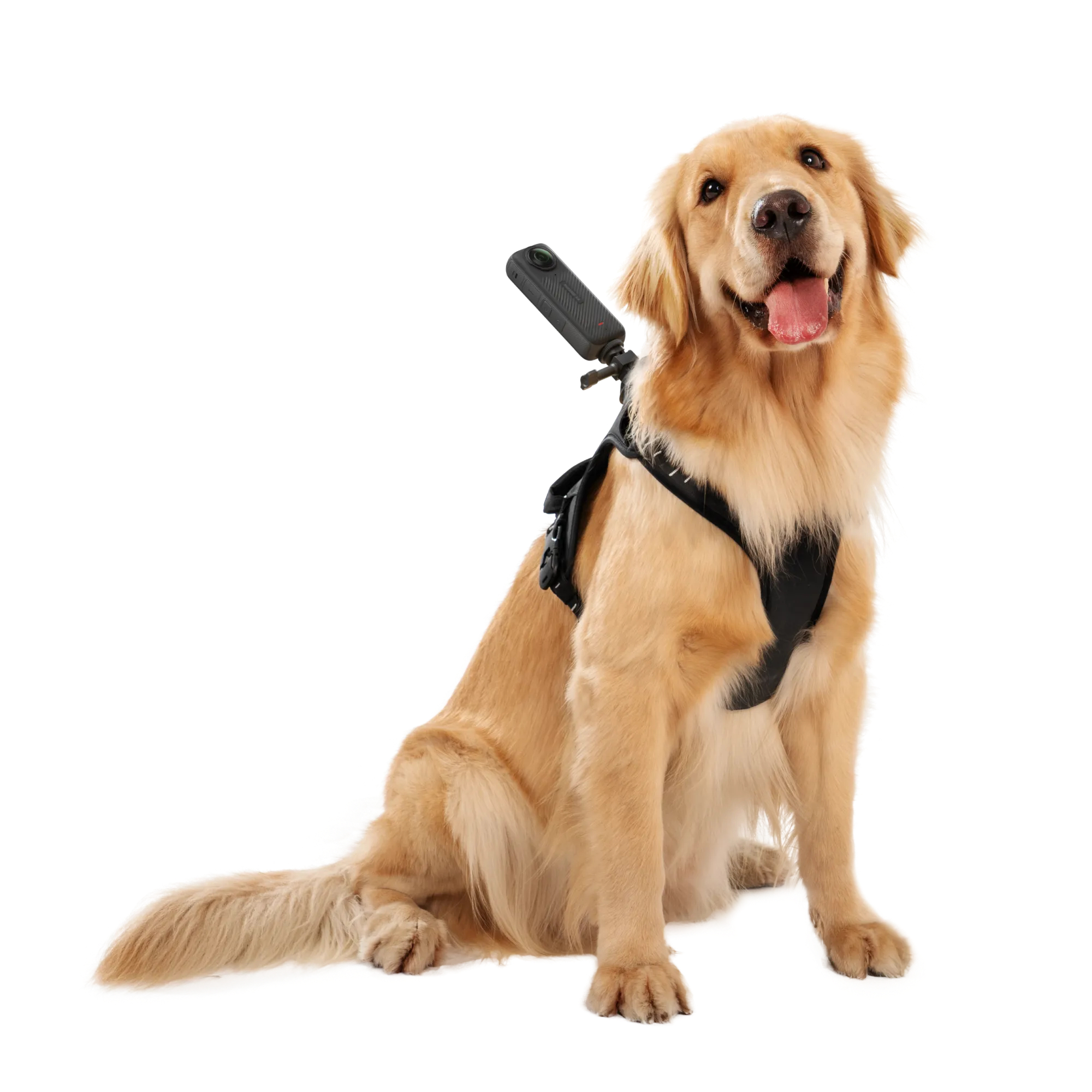 Goldener Retriever-Hund sitzt mit einer Kamera auf dem Rücken. Der Hund trägt ein schwarzes Geschirr. Weißer Hintergrund.