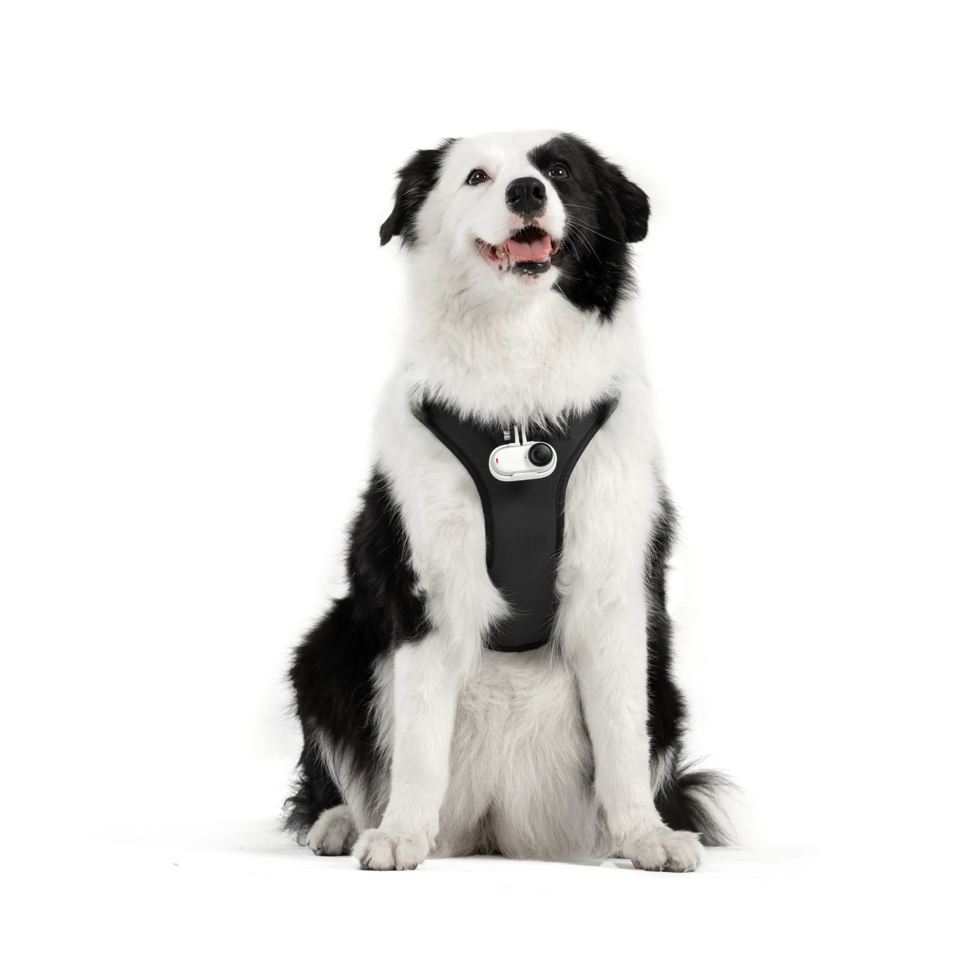 Ein schwarz-weißer Hund sitzt und trägt ein schwarzes Geschirr mit einer Kamera. Der Hund hat das Maul offen und schaut nach oben.