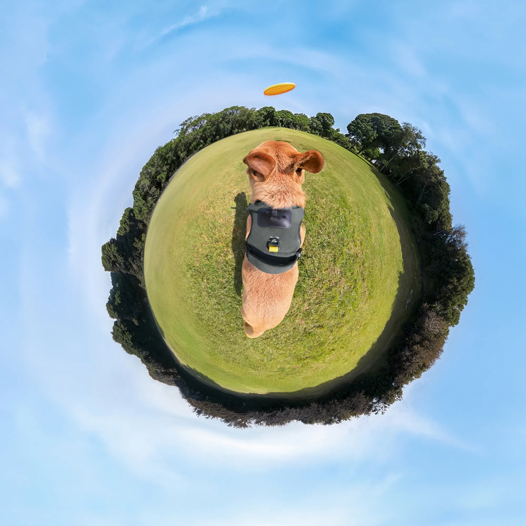 Ein Hund mit Geschirr blickt auf eine gelbe Frisbeescheibe in der Luft. Grünes Gras und Bäume umgeben den Hund vor blauem Himmel.