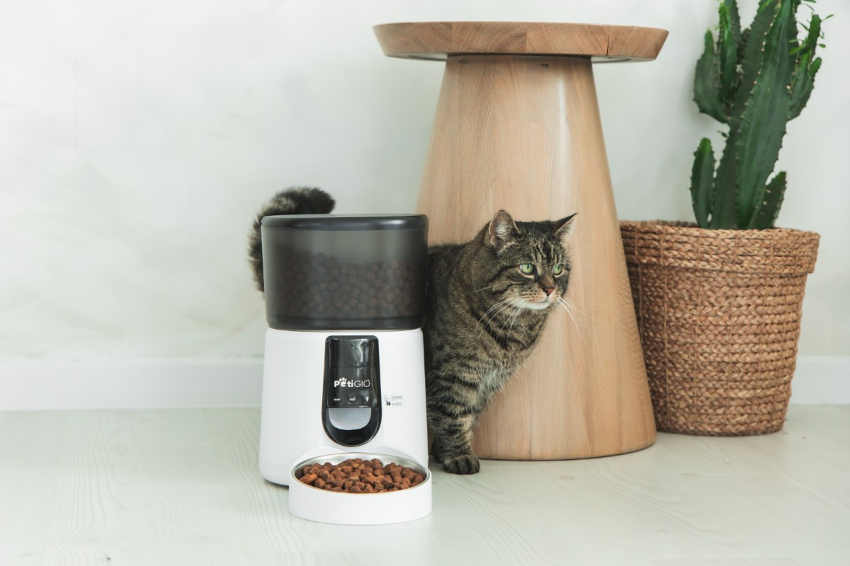 Pręgowany kot wygląda zza drewnianego stołka. Biały karmnik z jedzeniem jest z przodu. Kaktus w koszu po prawej.