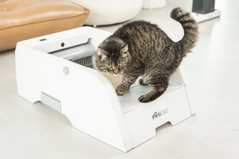 Kot pręgowany wchodzi do białego pojemnika na żwirek PetGIO. Kot jest brązowy i szary. Tło ma skórzaną poduszkę.