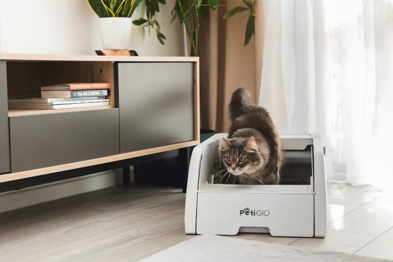 Szary kot wchodzi do białej kuwety. W tle szafka i rośliny. Na pudełku widnieje napis 'PETIGIO'.