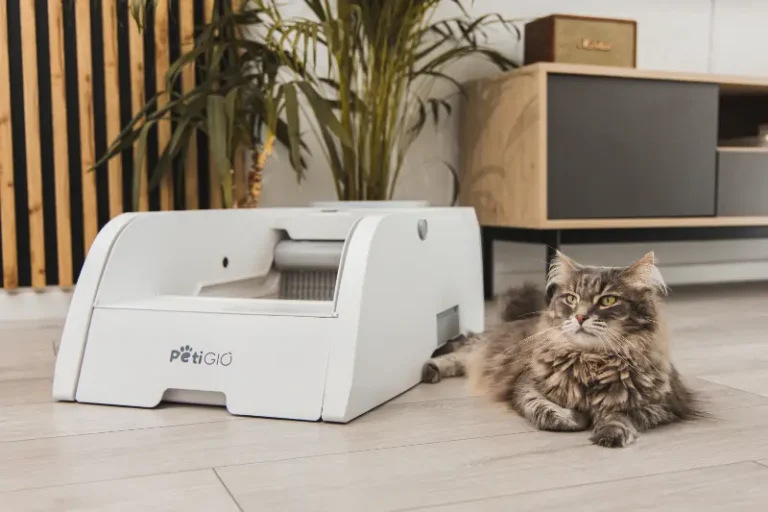 Puszysty szary kot leży w pobliżu białej automatycznej kuwety. Roślina i szafka są w tle.