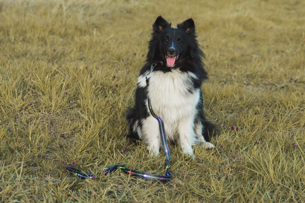 Czarno-biały pies siedzi na trawie ze smyczą. Pies wystawia język. Tło to rozmyta trawa.