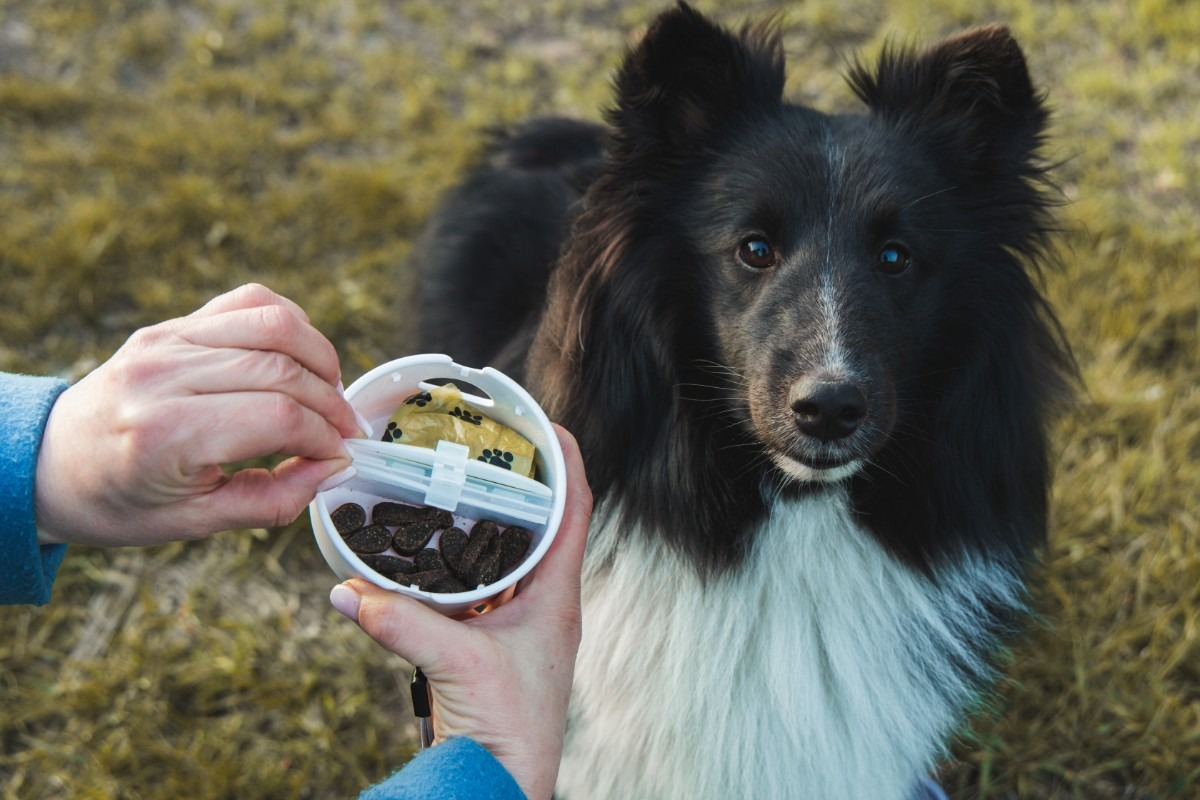 Osoba trzyma pojemnik z psimi smakołykami, a czarno-biały pies patrzy w kierunku kamery na trawiastym polu.