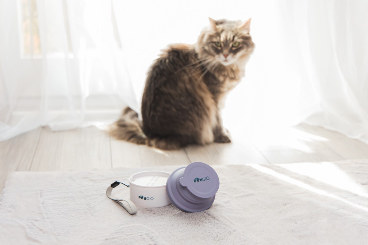 Puszysty kot siedzi w pobliżu białej miski i fioletowej pokrywki. Miska i pokrywka leżą na białym dywanie. Światło przechodzi przez okno.