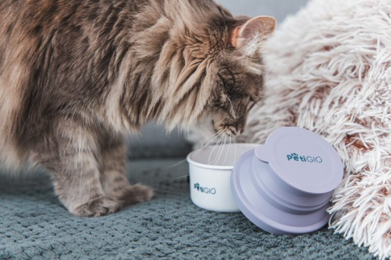 Puszysty kot je z białej miski. Obok leży fioletowa pokrywka. Miękki koc w tle. Kot jest na dywanie.