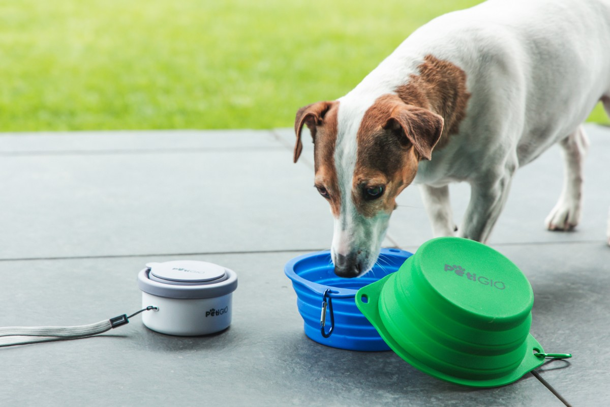 Pies pije z niebieskiej miski. Zielona miska i pojemnik są w pobliżu. Tło to zielona trawa.