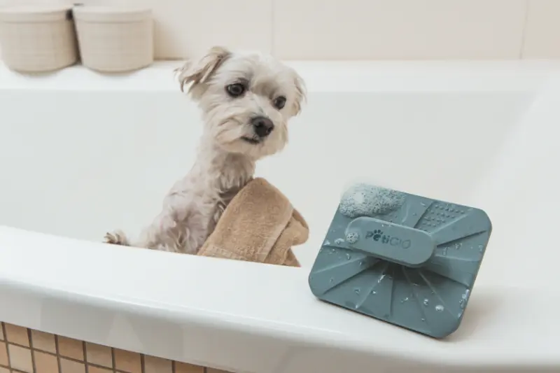 Biały pies jest w wannie z ręcznikiem. Niebieskie narzędzie do czyszczenia zwierząt z bąbelkami leży obok psa.