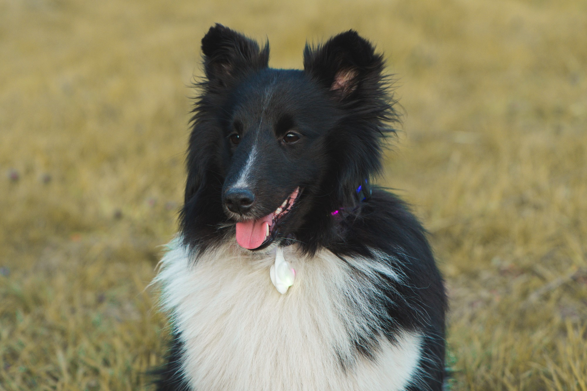 Czarno-biały pies z wystawionym językiem, w obroży. Znajduje się na trawiastym polu z rozmytym tłem.