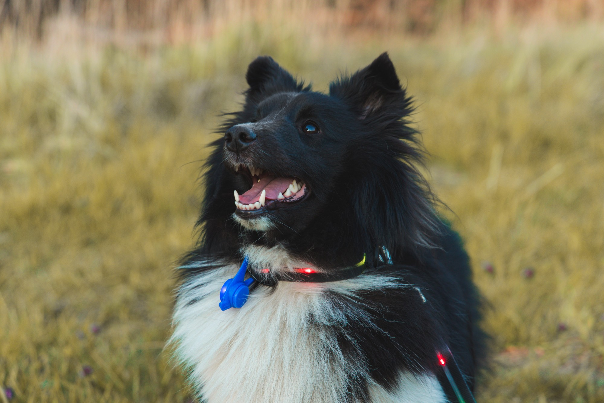 Czarno-biały pies z otwartym pyskiem, w obroży. Tło to rozmyta trawa.