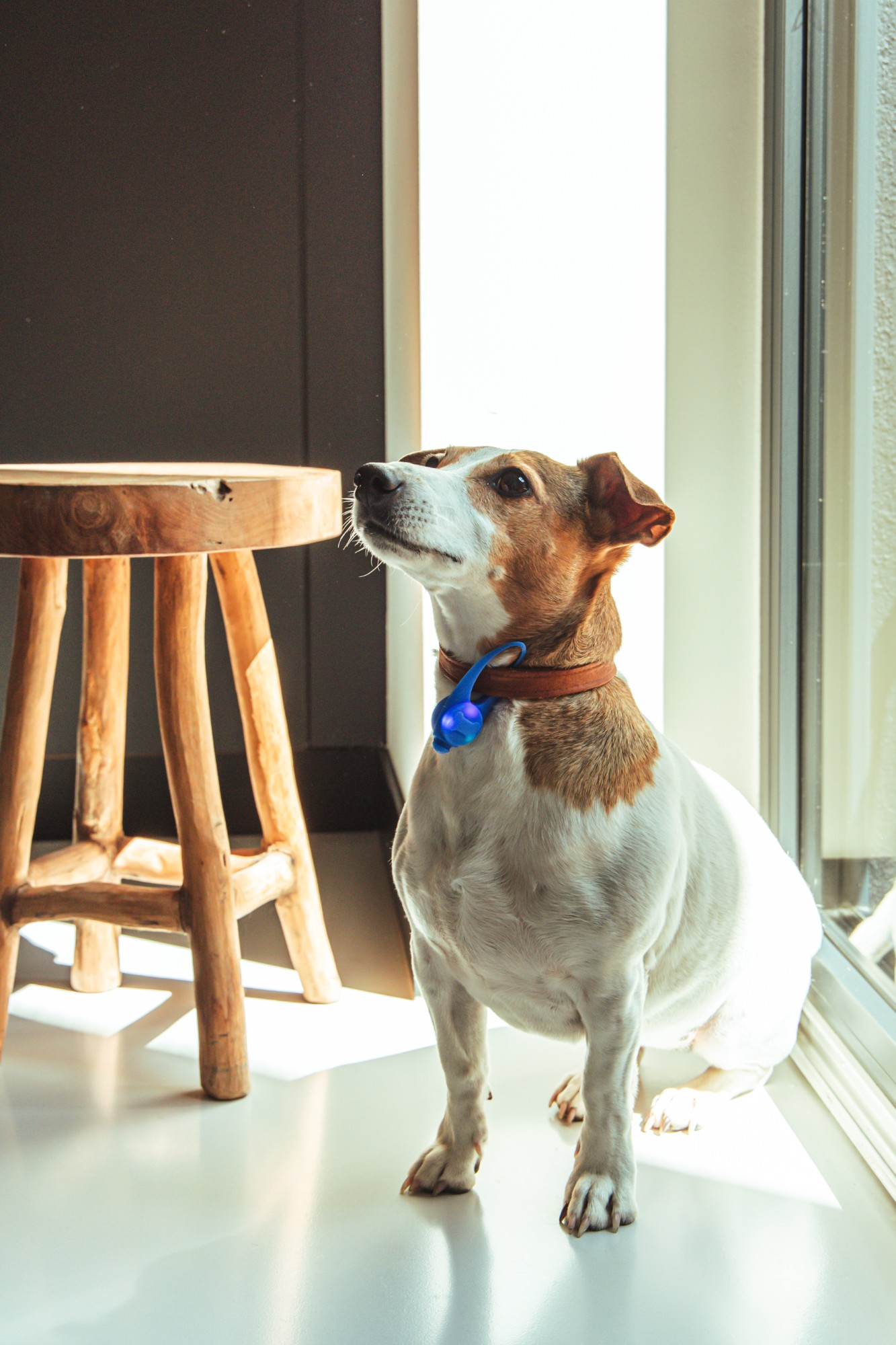 Pies siedzi blisko okna, patrząc w górę. Ma białe futro z brązowymi plamami i niebieską obrożę. W pobliżu znajduje się drewniany stołek.