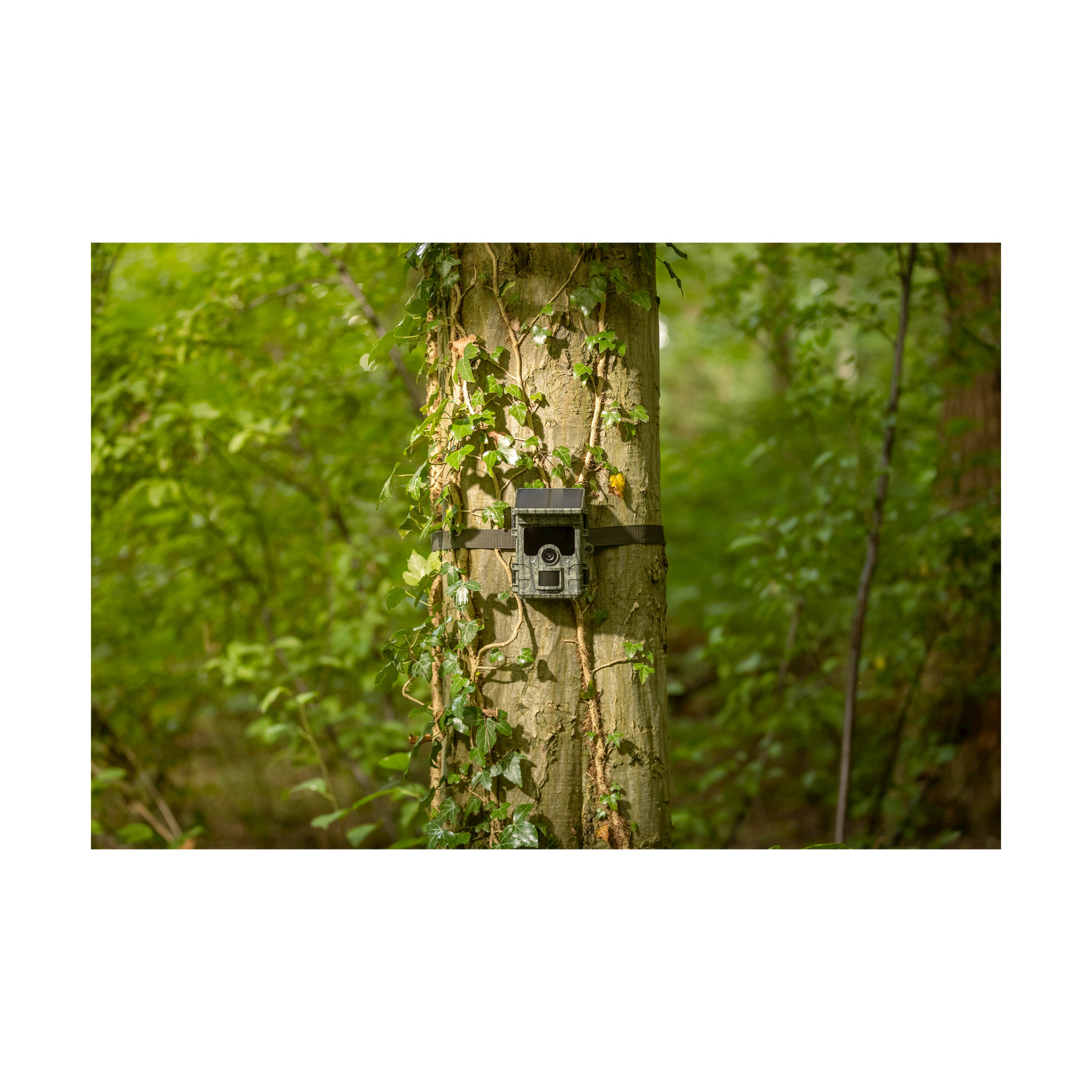 Una fototrappola è fissata al tronco di un albero in una foresta. L'edera si arrampica sull'albero. Lo sfondo è un fogliame verde sfocato.