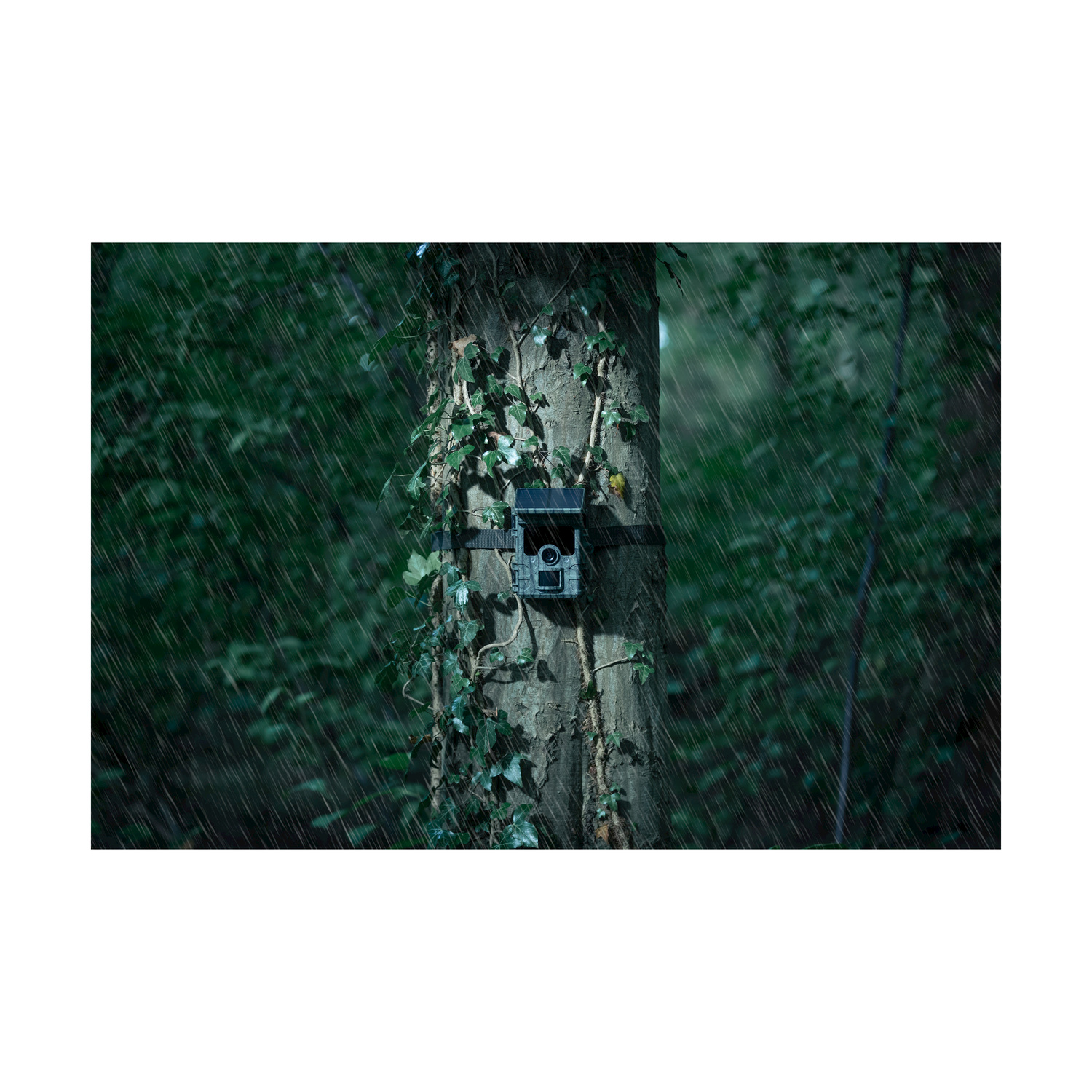 Una fototrappola è montata su un tronco d'albero in una foresta durante la pioggia. L'edera cresce attorno alla fotocamera. Lo sfondo mostra una foresta sfocata.