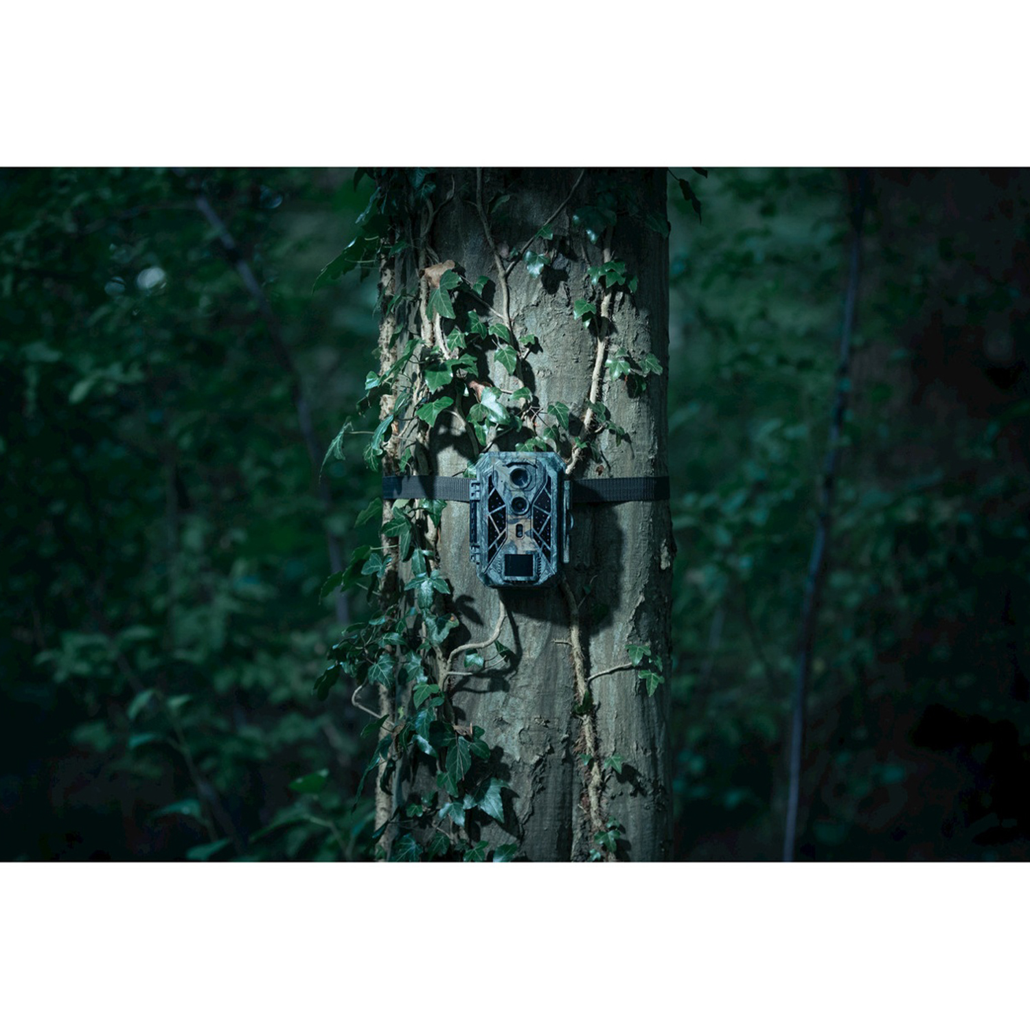 Una fototrappola è legata a un tronco d'albero. L'edera cresce sull'albero. Lo sfondo mostra una foresta scura con altri alberi.