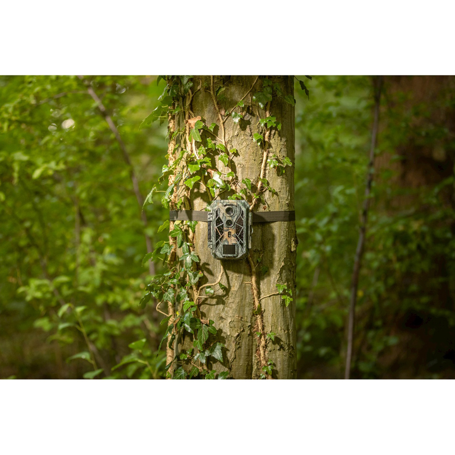 Una telecamera mimetica è legata a un tronco d'albero. L'edera verde si arrampica sull'albero. Le foglie verdi formano lo sfondo.