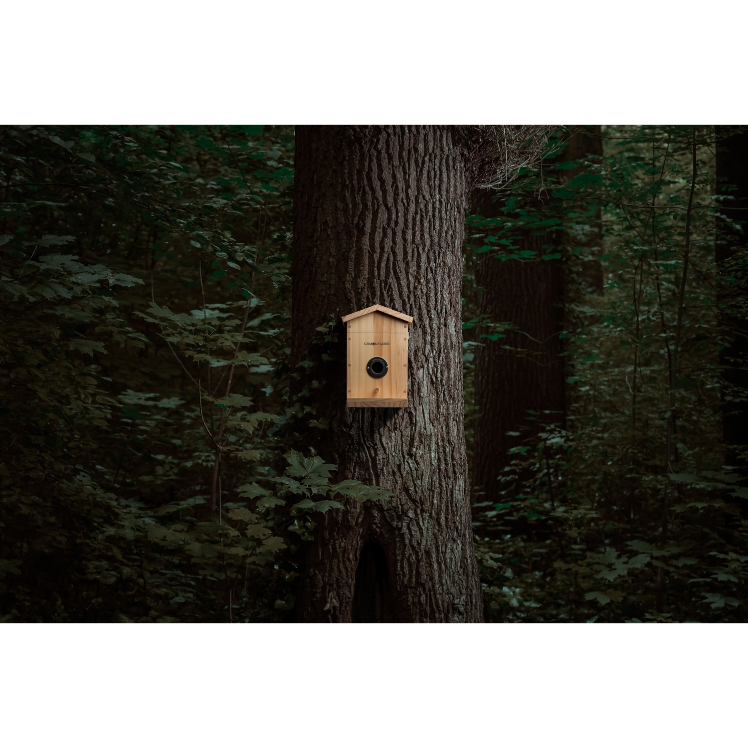 Una casetta per uccelli in legno su un grande tronco d'albero in un ambiente forestale. La scena è scura con molta vegetazione verde sullo sfondo.