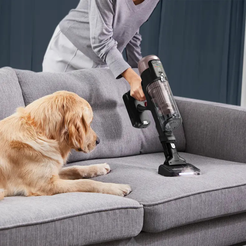 Osoba odkurza szarą kanapę czarnym odkurzaczem. Złoty retriever siedzi na kanapie i patrzy na odkurzacz.