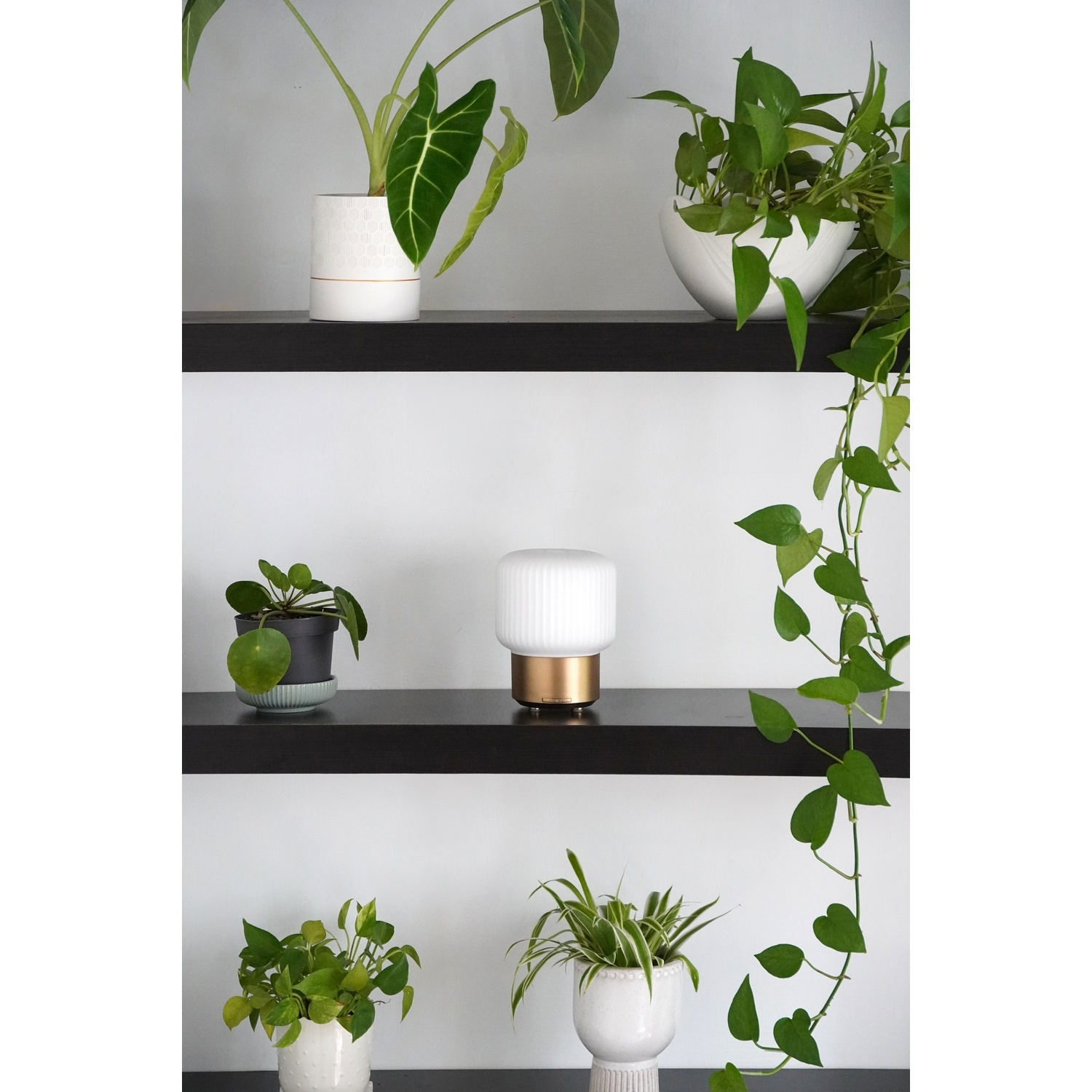 Shelves with plants in white and black pots. A white lamp with gold base is on the middle shelf. Trailing vines hang down.