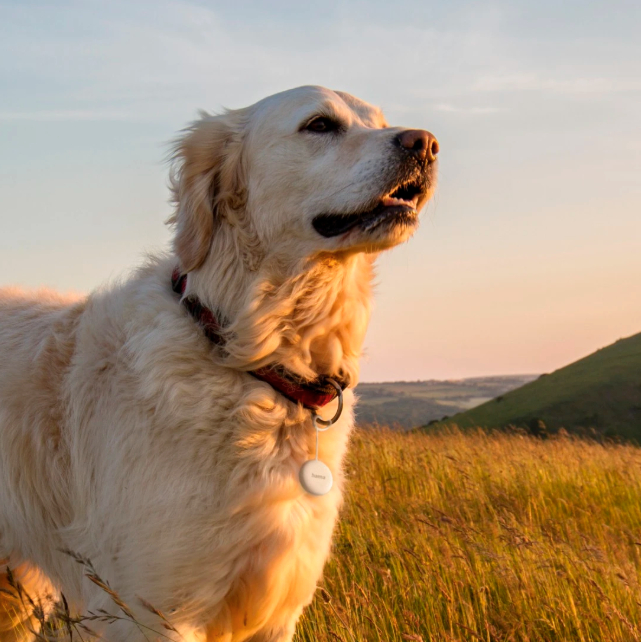 Goldener Retriever im Freien, mit Halsband und Tracker. Sonnenlicht beleuchtet den Hund, verschwommener Gras-Hintergrund.