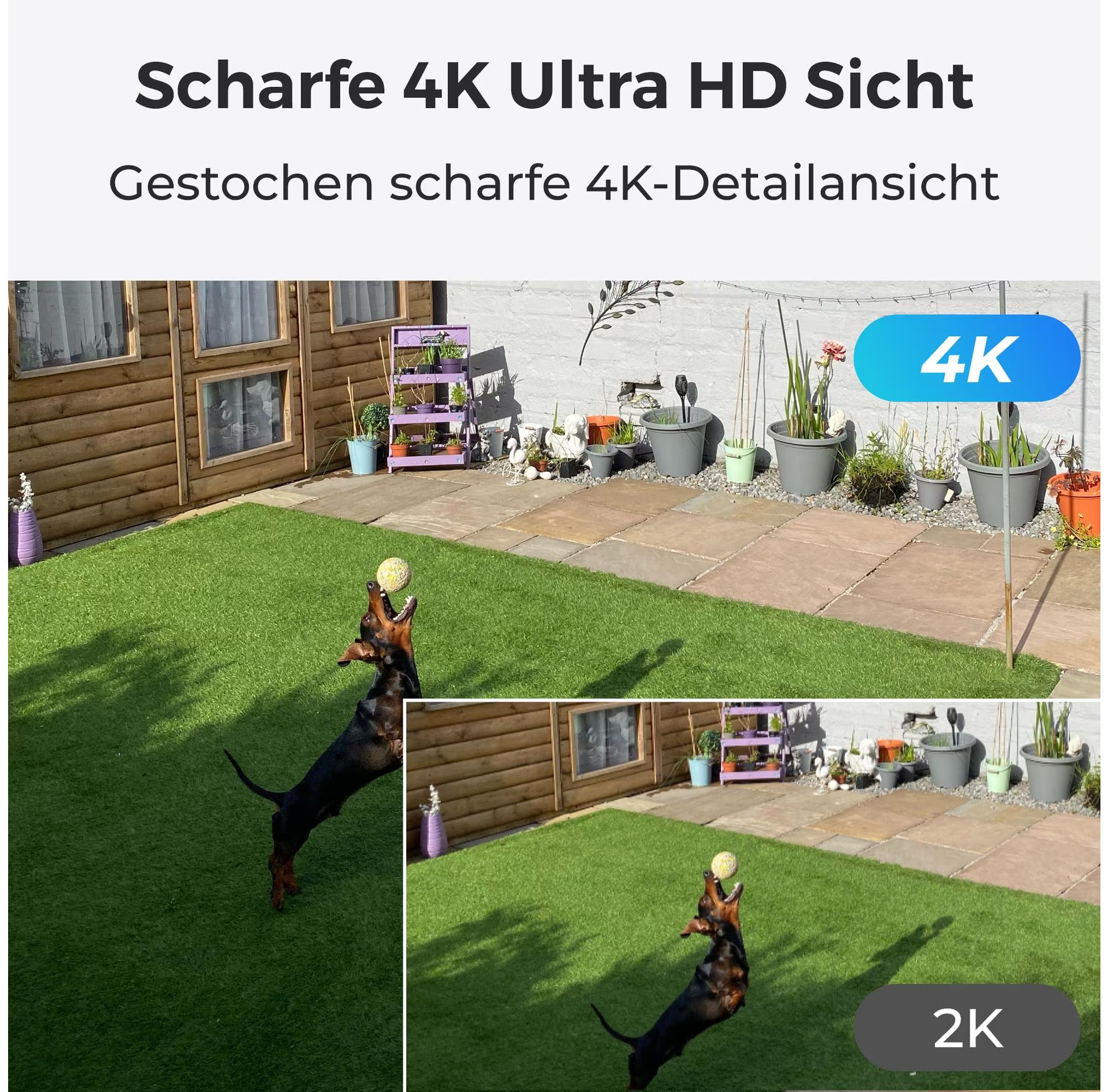 Ein Hund springt nach einem Ball auf grünem Gras, mit einem Holzschuppen und Pflanzen im Hintergrund.