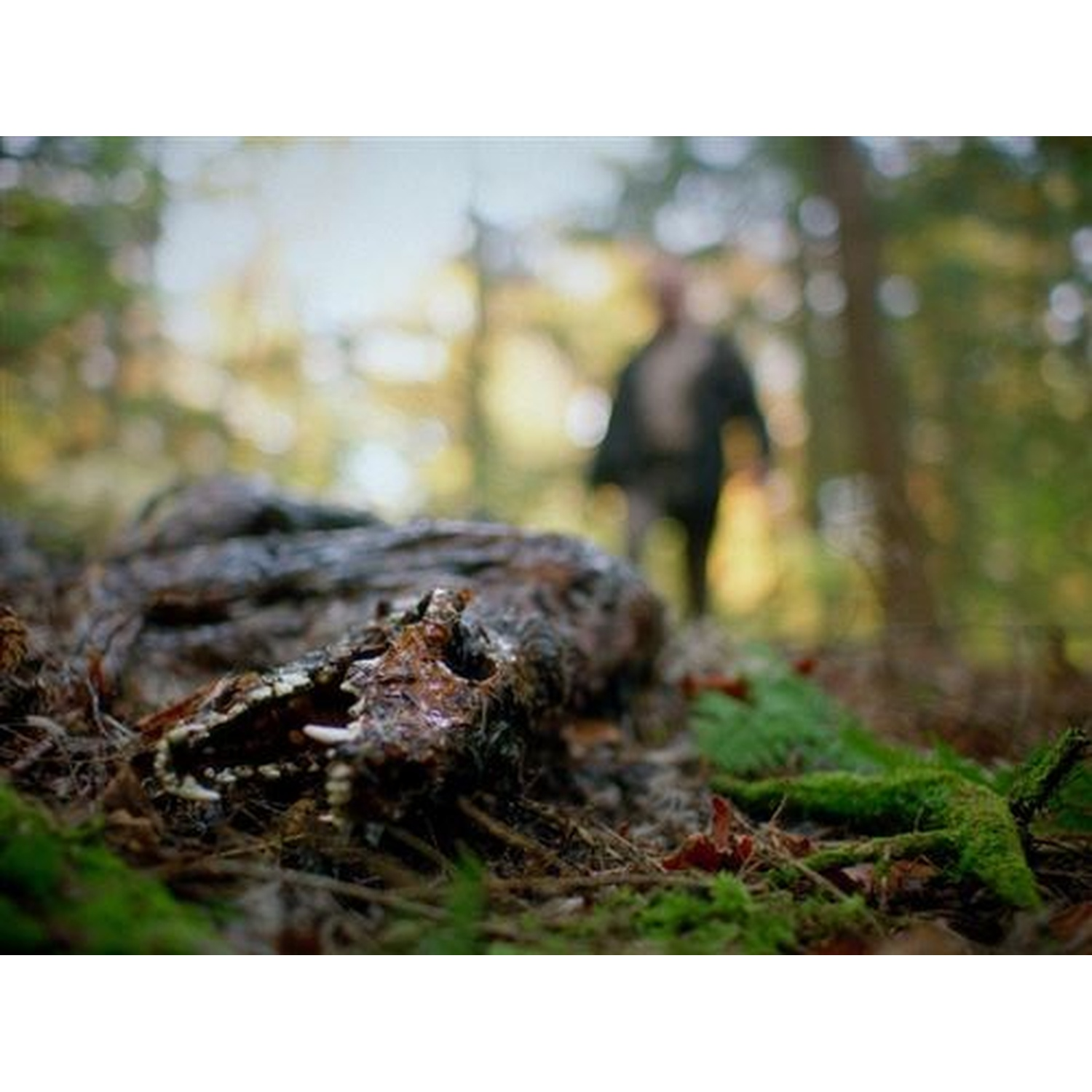 Decomposed animal carcass in forest. A blurred figure walks in background. Focus is on the teeth and fur of the animal.