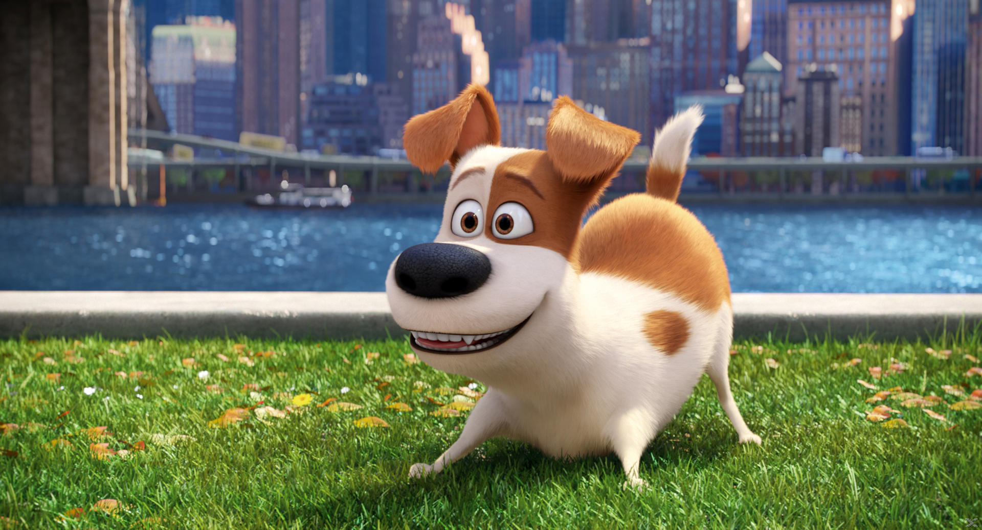 Un chien souriant avec une fourrure marron et blanche se tient sur de l'herbe. Des bâtiments de la ville et de l'eau sont en arrière-plan. Le chien semble heureux.