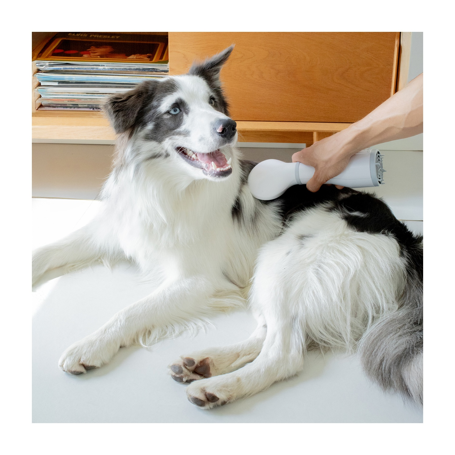 Un Border Collie viene toelettato con un dispositivo bianco. Il cane è bianco e nero. Una mano tiene il dispositivo. Album di Elvis Presley sullo sfondo.