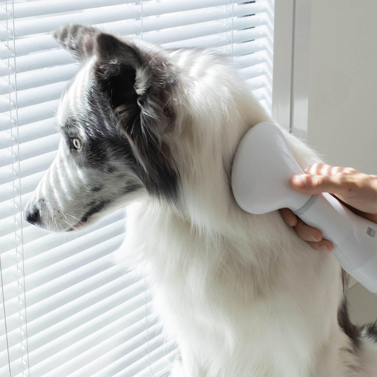 Un Border Collie viene toelettato con una spazzola bianca. Il cane ha il pelo bianco e nero. Sullo sfondo ci sono le persiane.