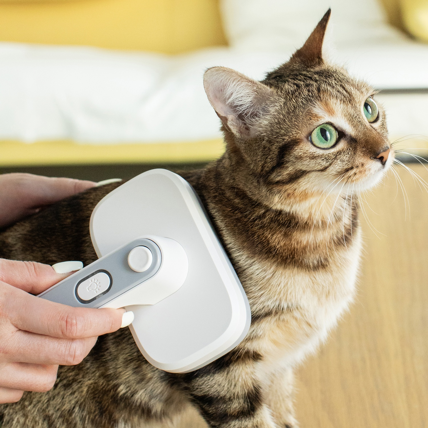 Una persona spazzola un gatto tigrato con una spazzola bianca. Il gatto ha gli occhi verdi e guarda in alto. Lo sfondo è sfocato.