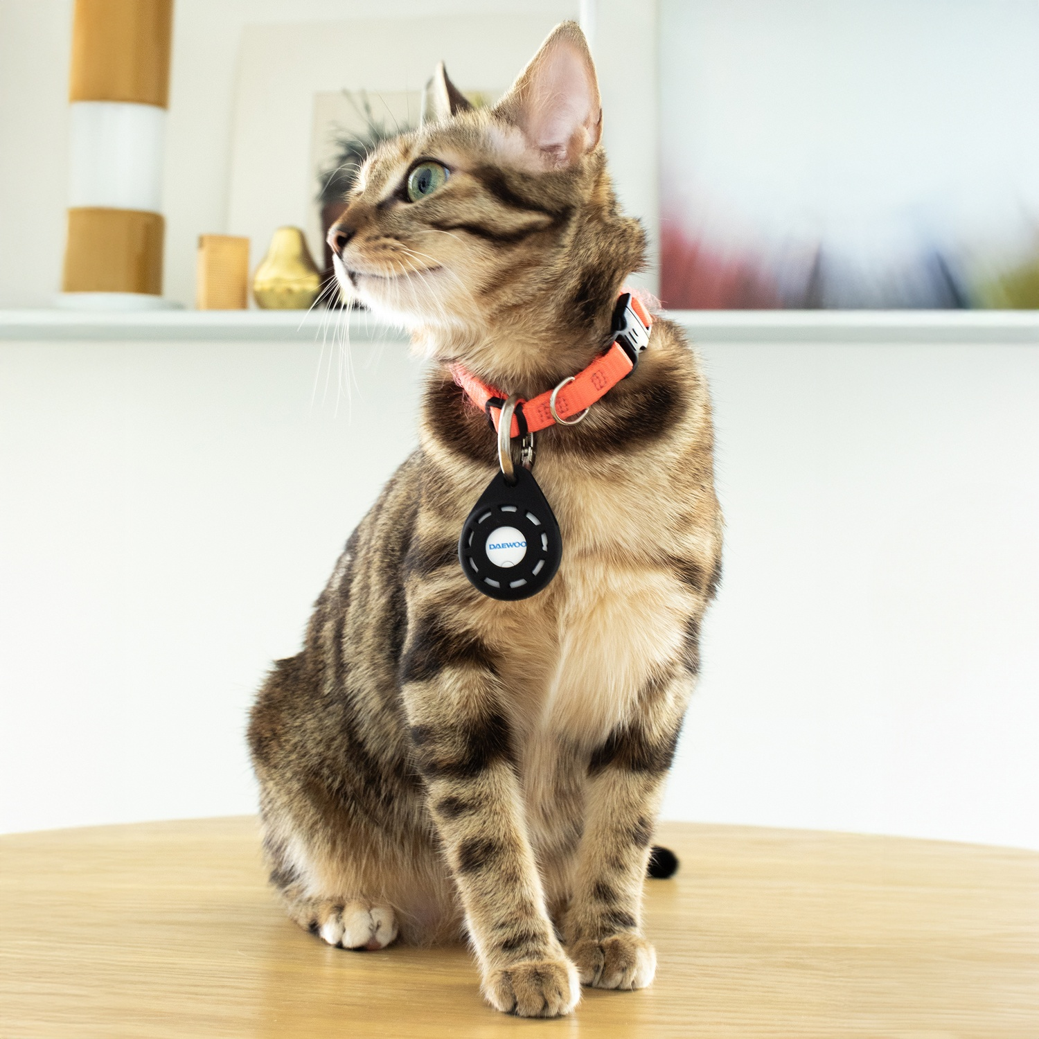 Un gatto tigrato con collare arancione ed etichetta nera siede su un tavolo di legno, guardando a sinistra. Sullo sfondo c'è un muro bianco.