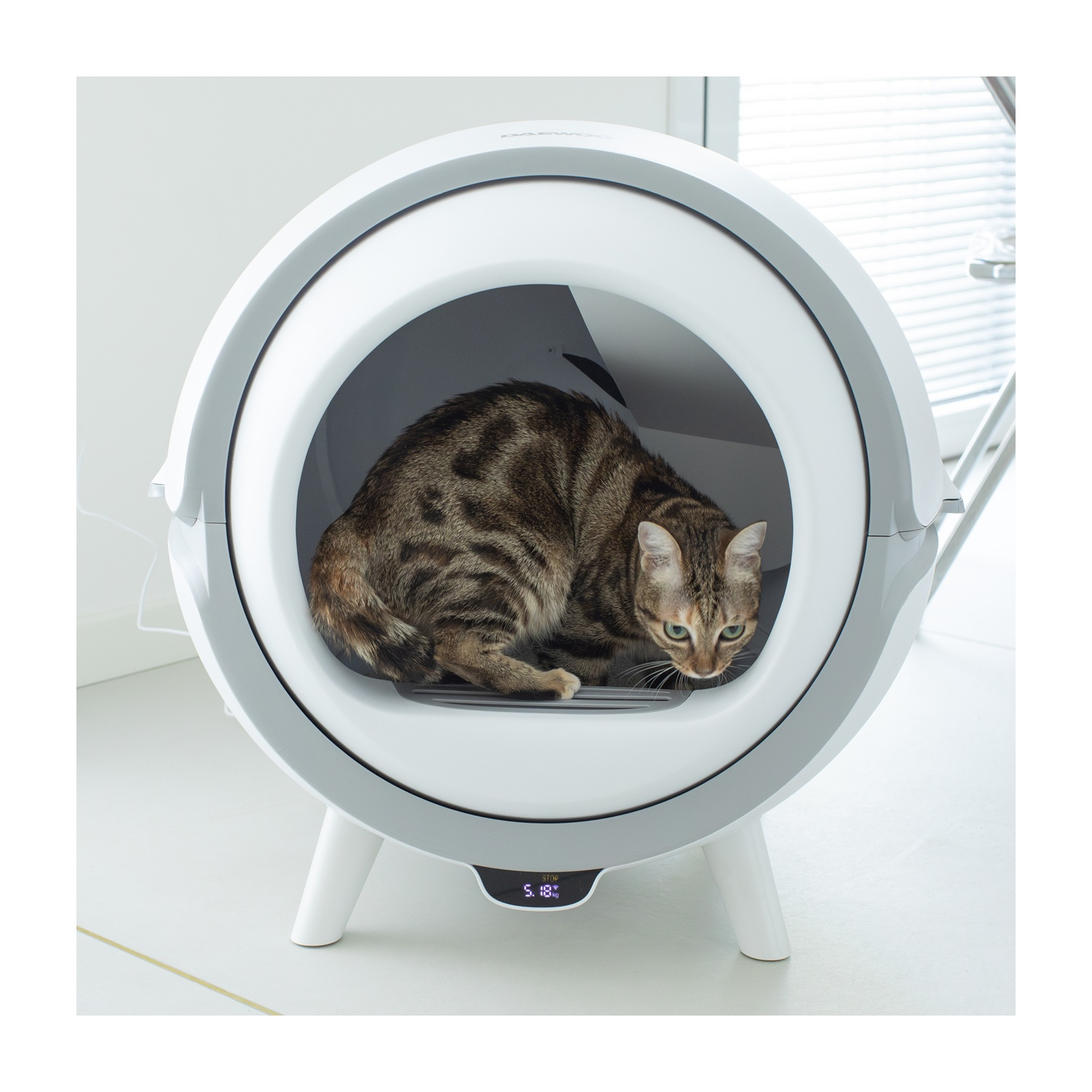 Un gatto tigrato è all'interno di una lettiera autopulente bianca e grigia. Il gatto sta guardando in basso. Lo sfondo è bianco con una finestra.