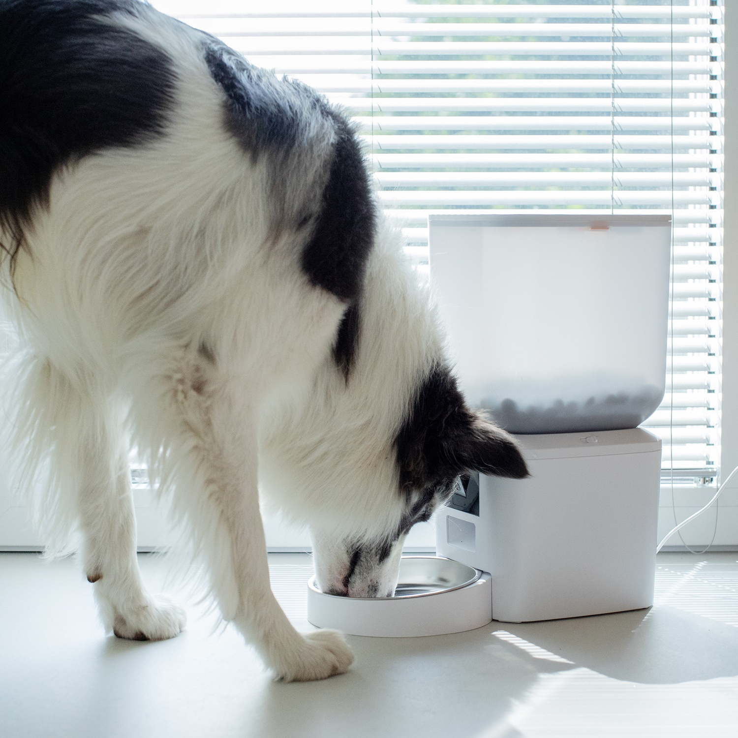 Un cane bianco e nero mangia da una ciotola bianca. Un distributore automatico bianco è accanto. La luce del sole filtra dalle persiane.