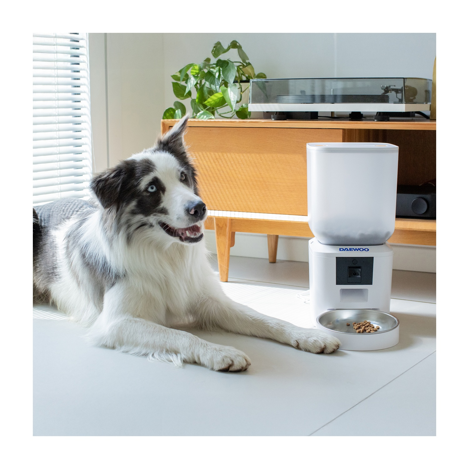 Un border collie è sdraiato vicino a un distributore di cibo bianco. Sullo sfondo un mobile in legno e una finestra.