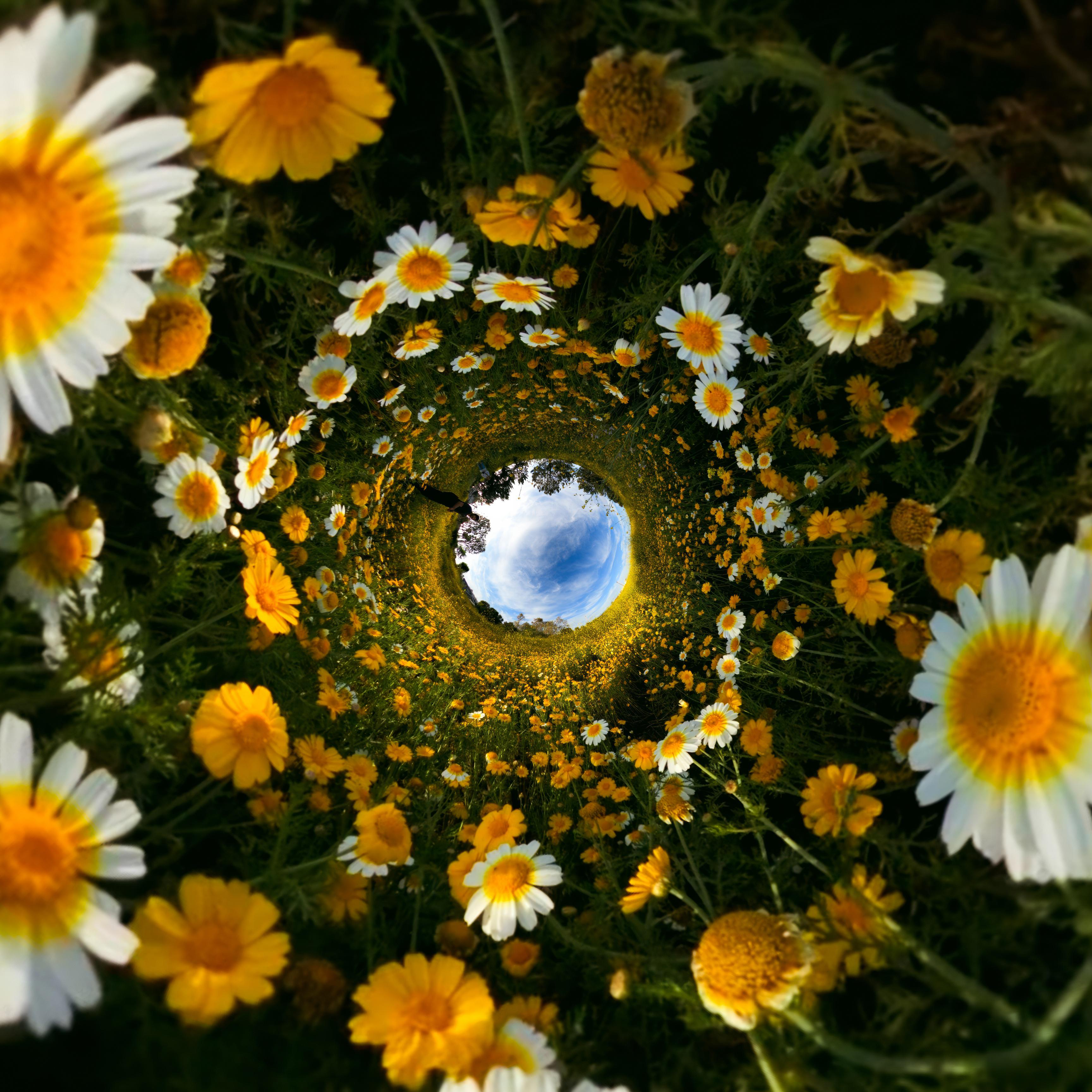 Fischaugenansicht eines Feldes mit gelben und weißen Gänseblümchen, die zu einem blauen Himmel führen.