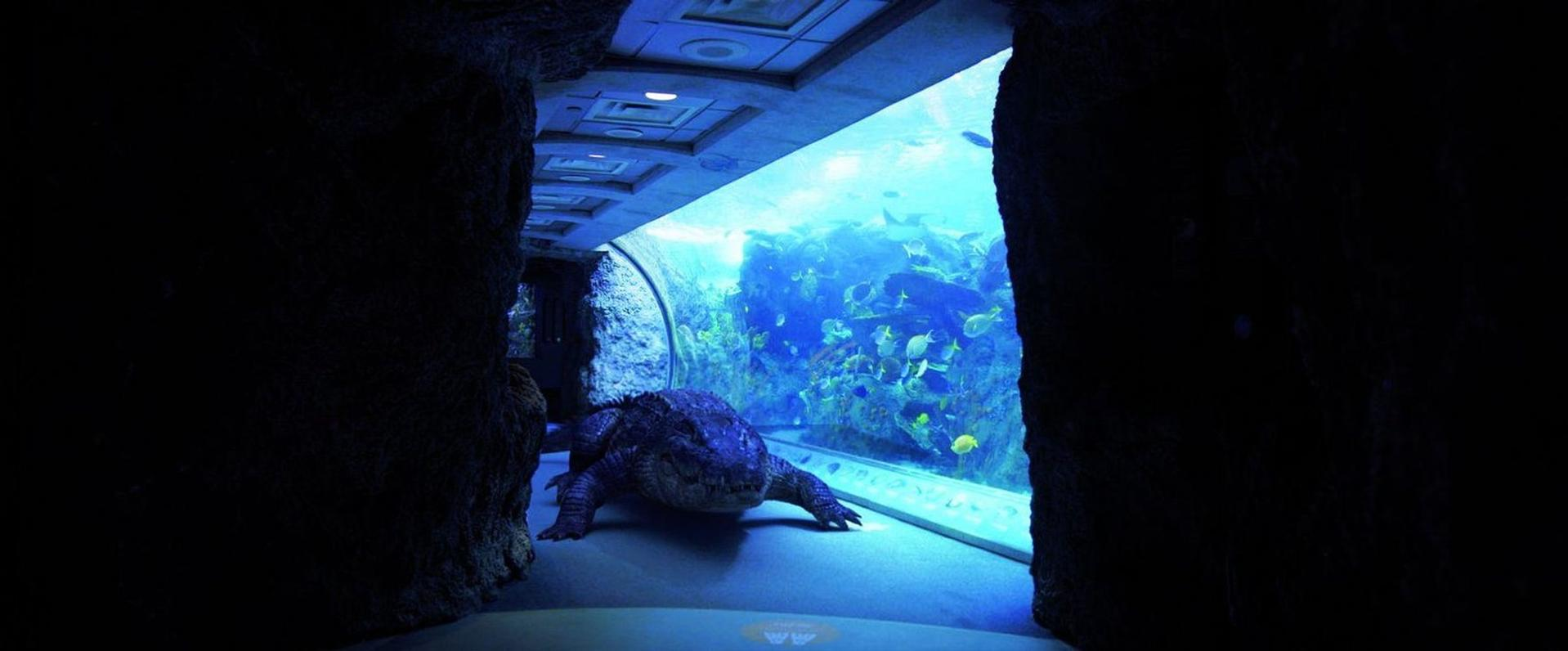 Ein Alligator in einem Tunnel mit Blick auf ein großes Aquarium. Fische schwimmen im Hintergrund. Der Tunnel ist dunkel und blau beleuchtet.