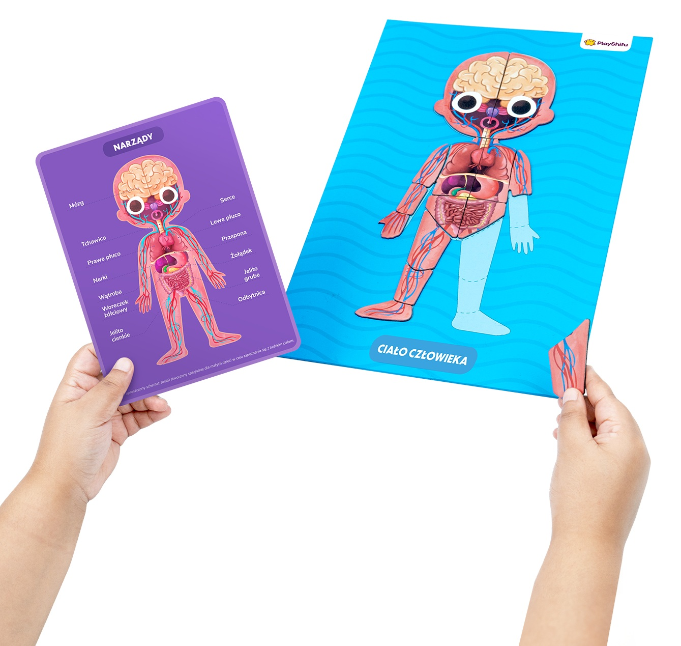 Ręce trzymają edukacyjne puzzle z ludzkim ciałem. Jedna pokazuje organy, druga obrys ciała. Oba zawierają polskie etykiety.