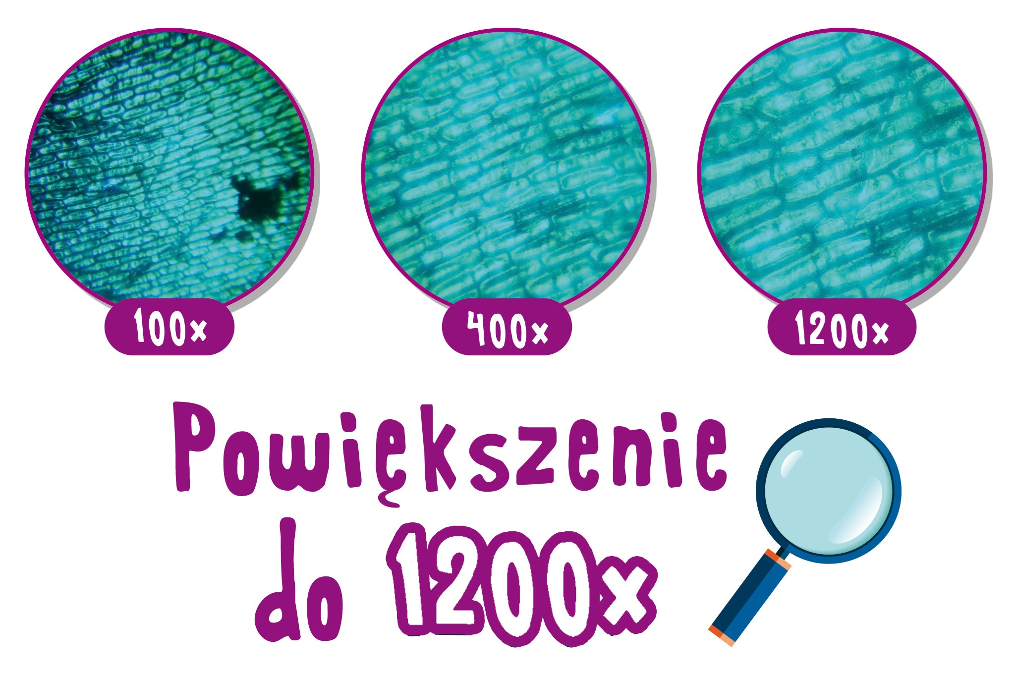 Obraz przedstawia powiększone komórki roślinne w powiększeniu 100x, 400x i 1200x. Tekst mówi 'Powiększenie do 1200x' i pokazana jest lupa.