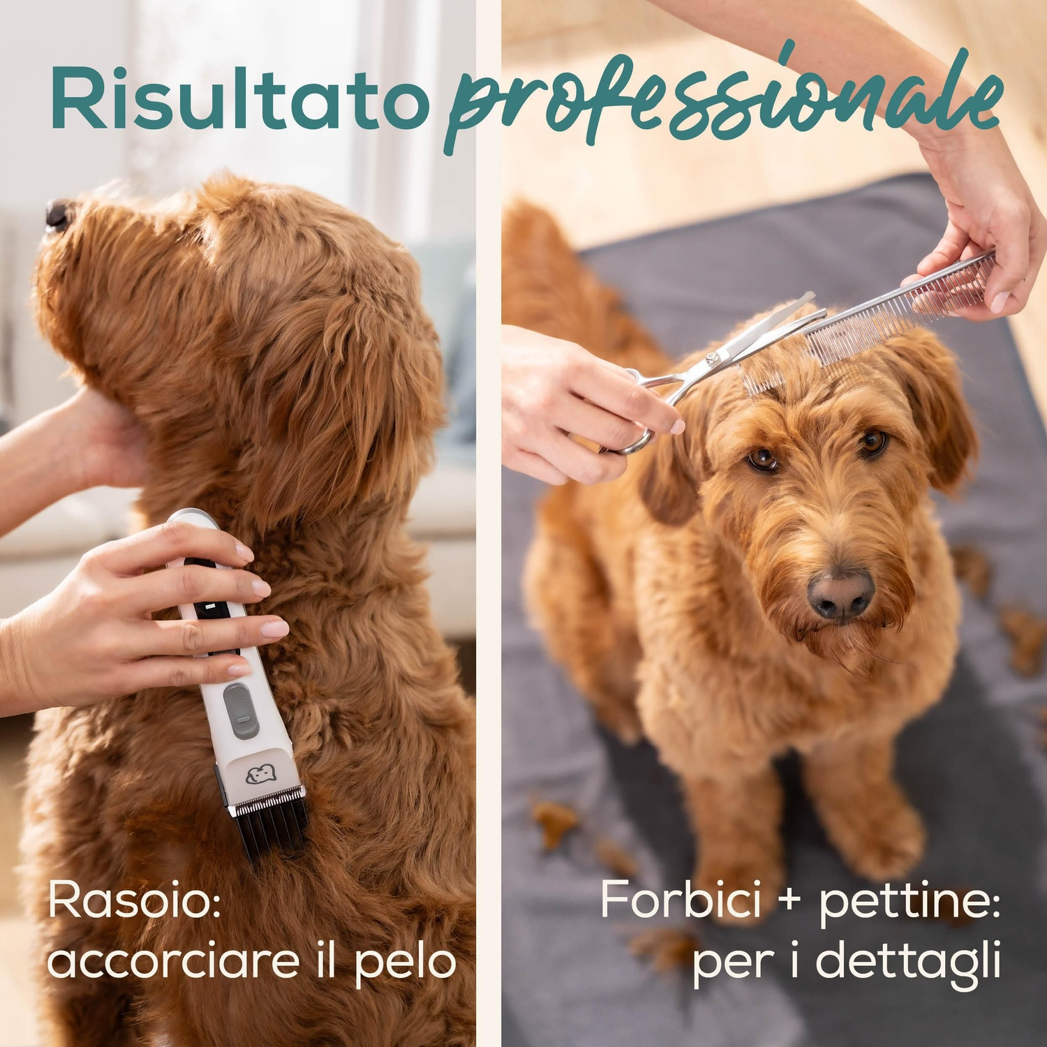 Un cane viene toelettato. A sinistra, un trimmer taglia il pelo. A destra, forbici e pettine vengono usati.