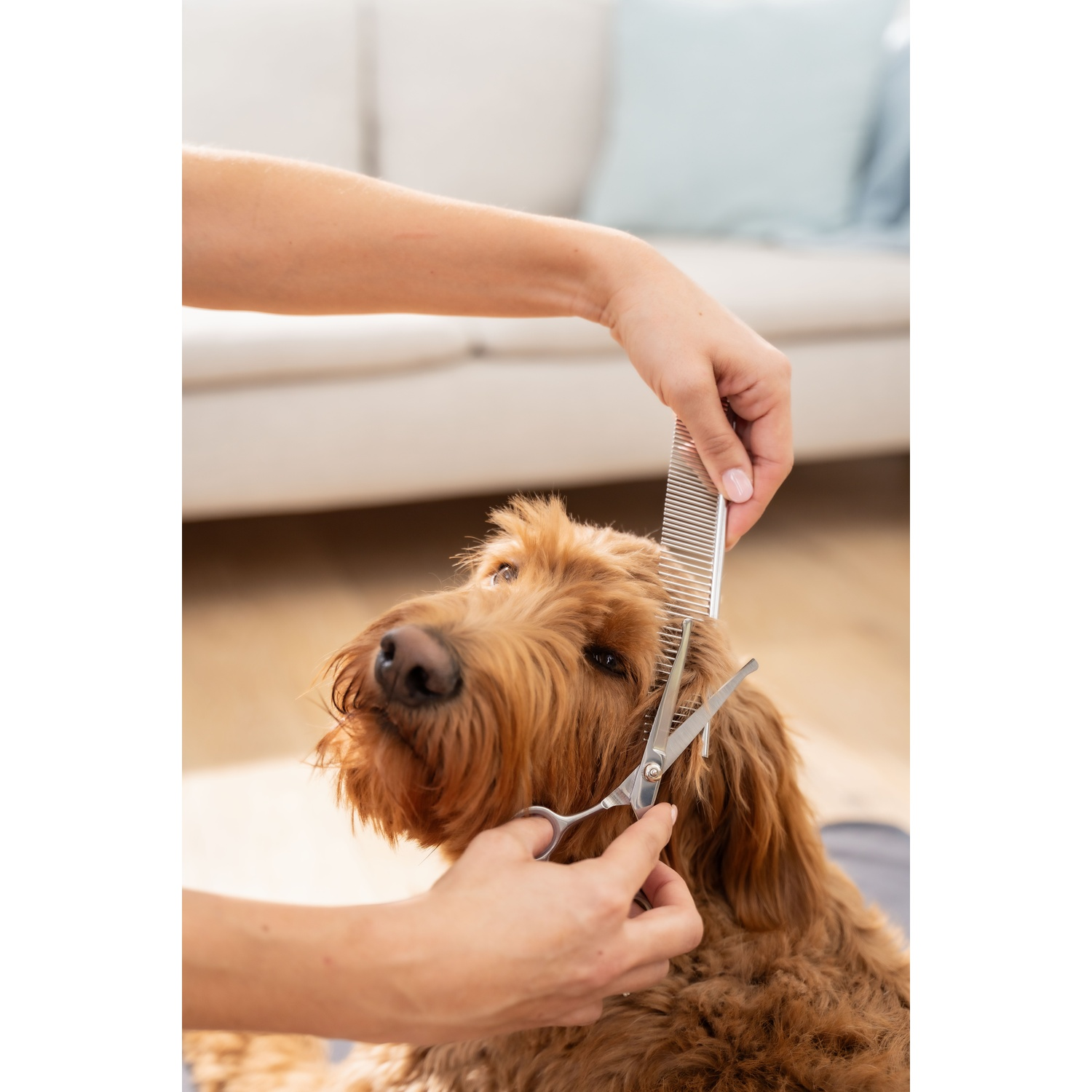 Una persona sta tosando un cane marrone con forbici e un pettine. Il cane guarda in alto e lo sfondo mostra un divano.