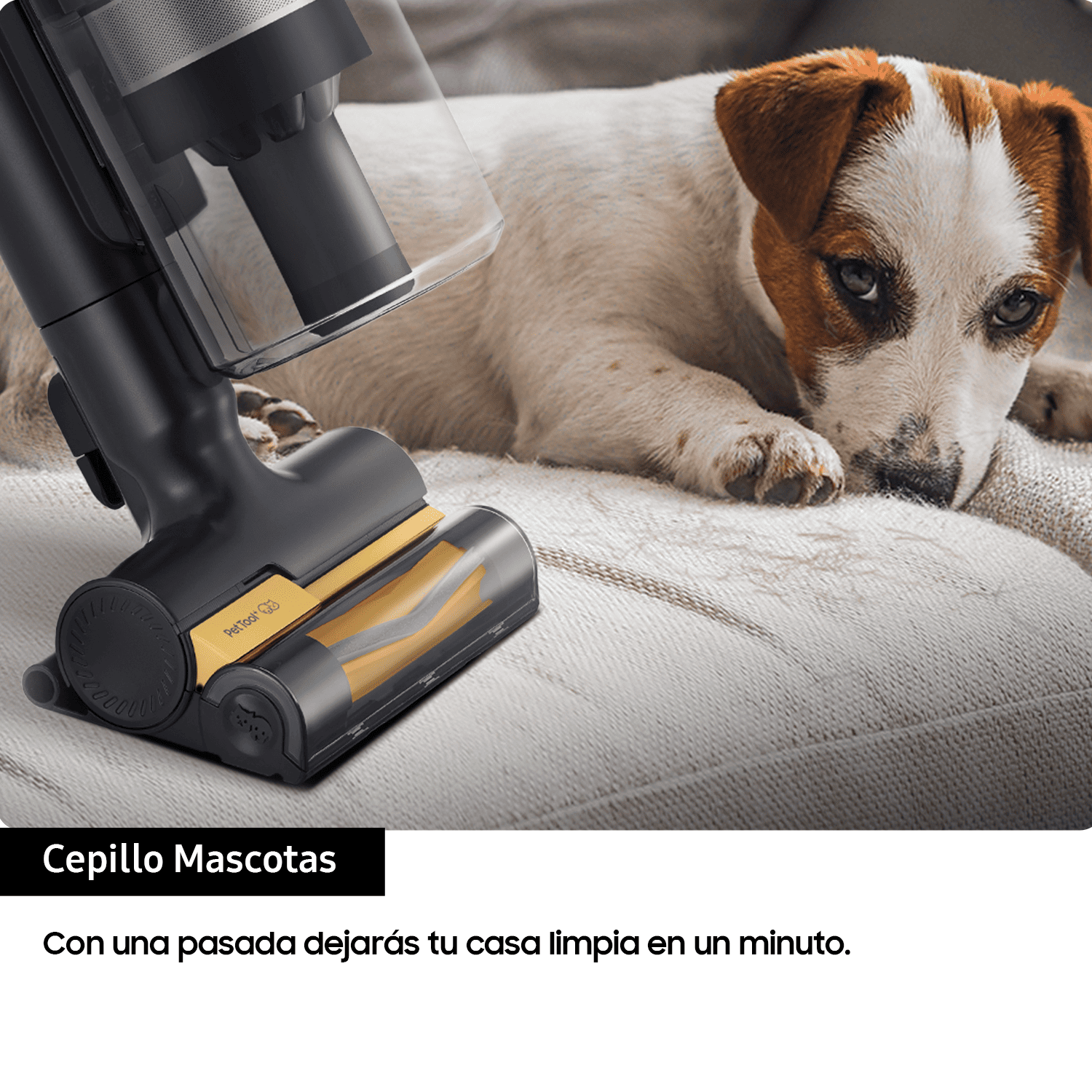 Una aspiradora negra con cabezal amarillo limpia un sofá blanco. Un perro con pelaje marrón y blanco está en el sofá.