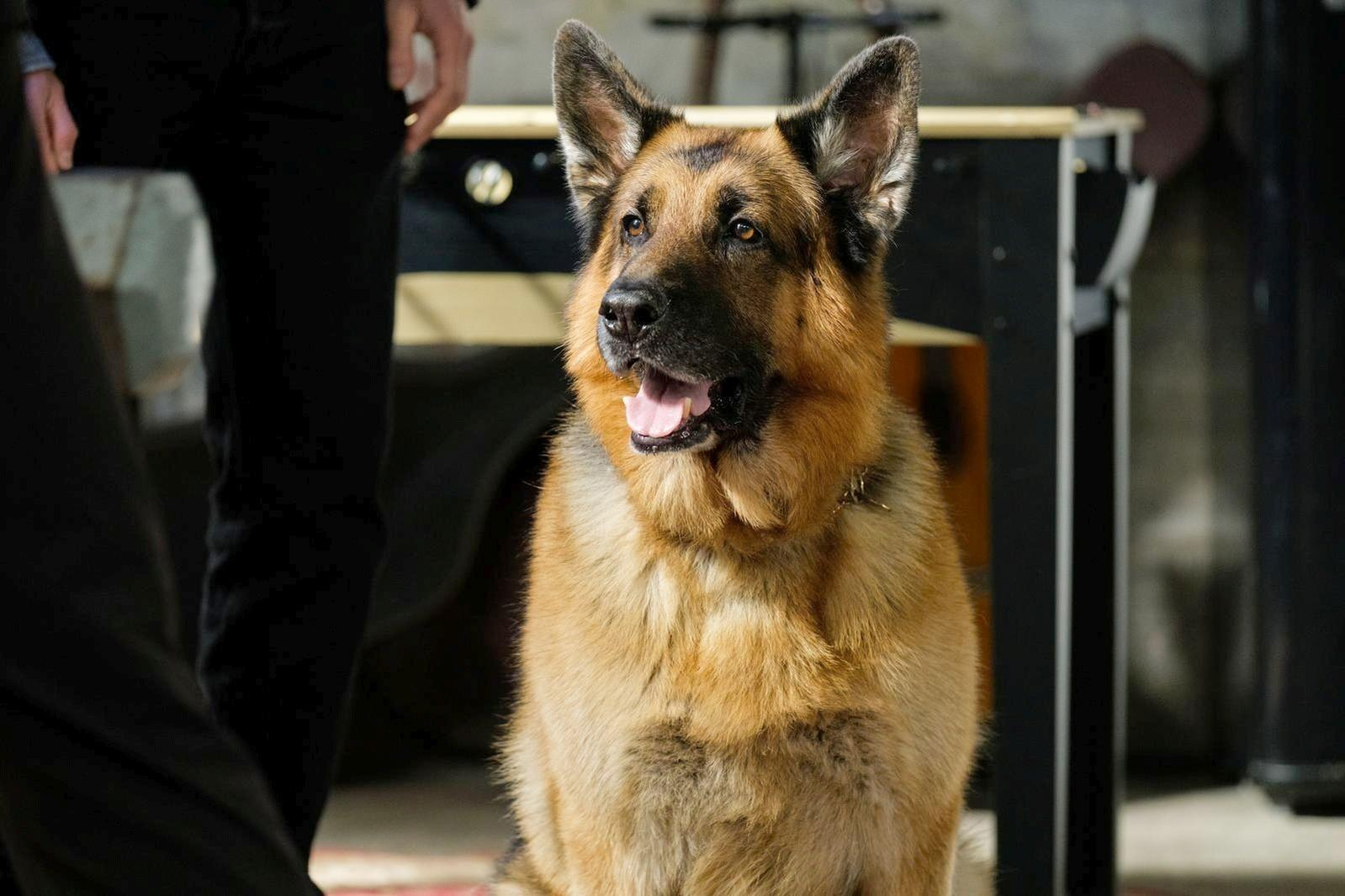 Ein Deutscher Schäferhund blickt nach oben. Sein Maul ist geöffnet. Eine Person steht dahinter. Ein Tisch und eine Wand sind im Hintergrund.