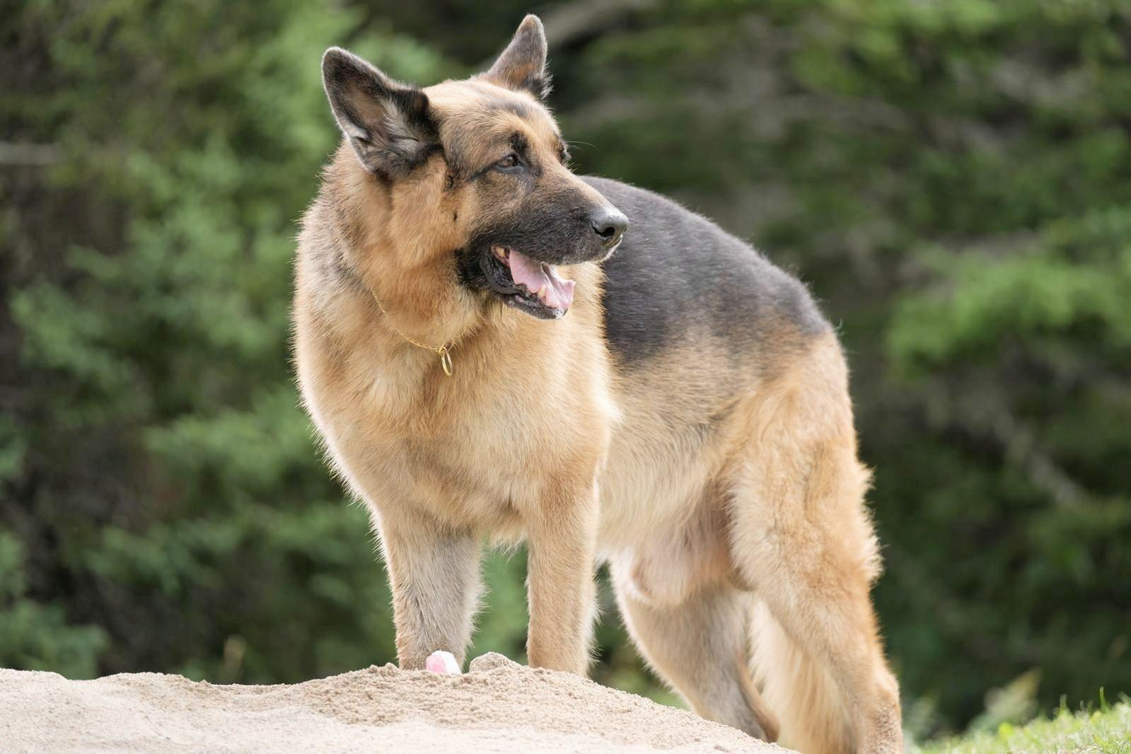 Ein Deutscher Schäferhund steht auf Sand und blickt nach rechts. Er hat braunes und schwarzes Fell, ein goldenes Halsband und einen offenen Mund. Grüne Bäume im Hintergrund.