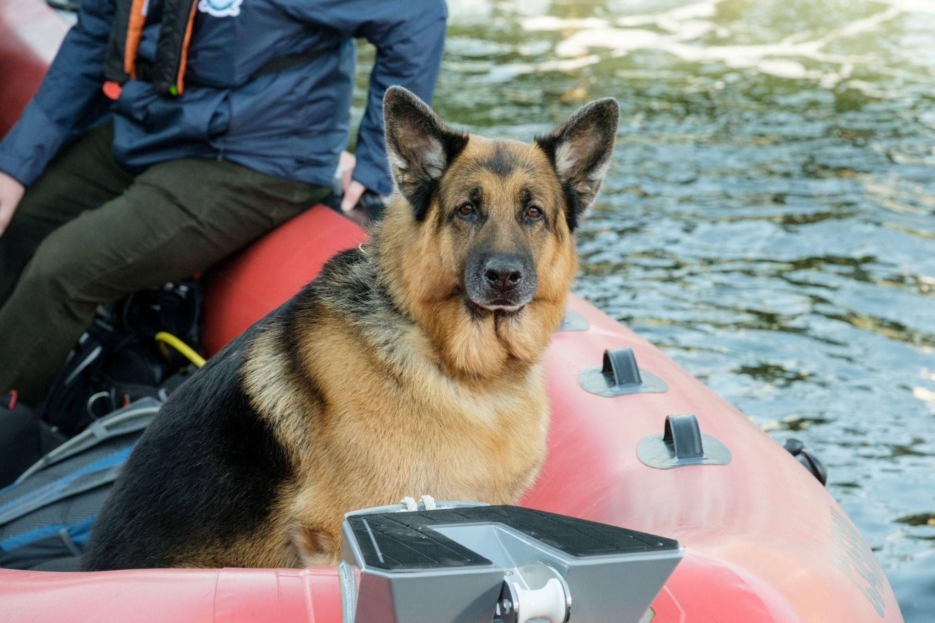 Ein Deutscher Schäferhund sitzt in einem roten Boot. Eine Person in blauer Jacke und grüner Hose ist im Hintergrund. Wasser ist sichtbar.