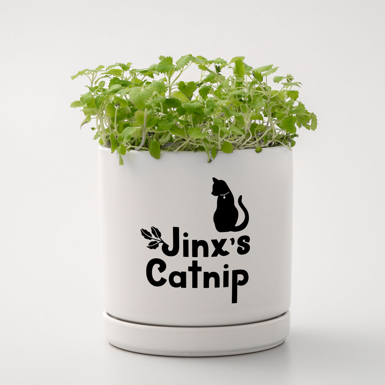 Ein weißer Topf mit grünem Katzenminze und einer schwarzen Katzensilhouette. Der Topf hat die Aufschrift "Jinx's Catnip".