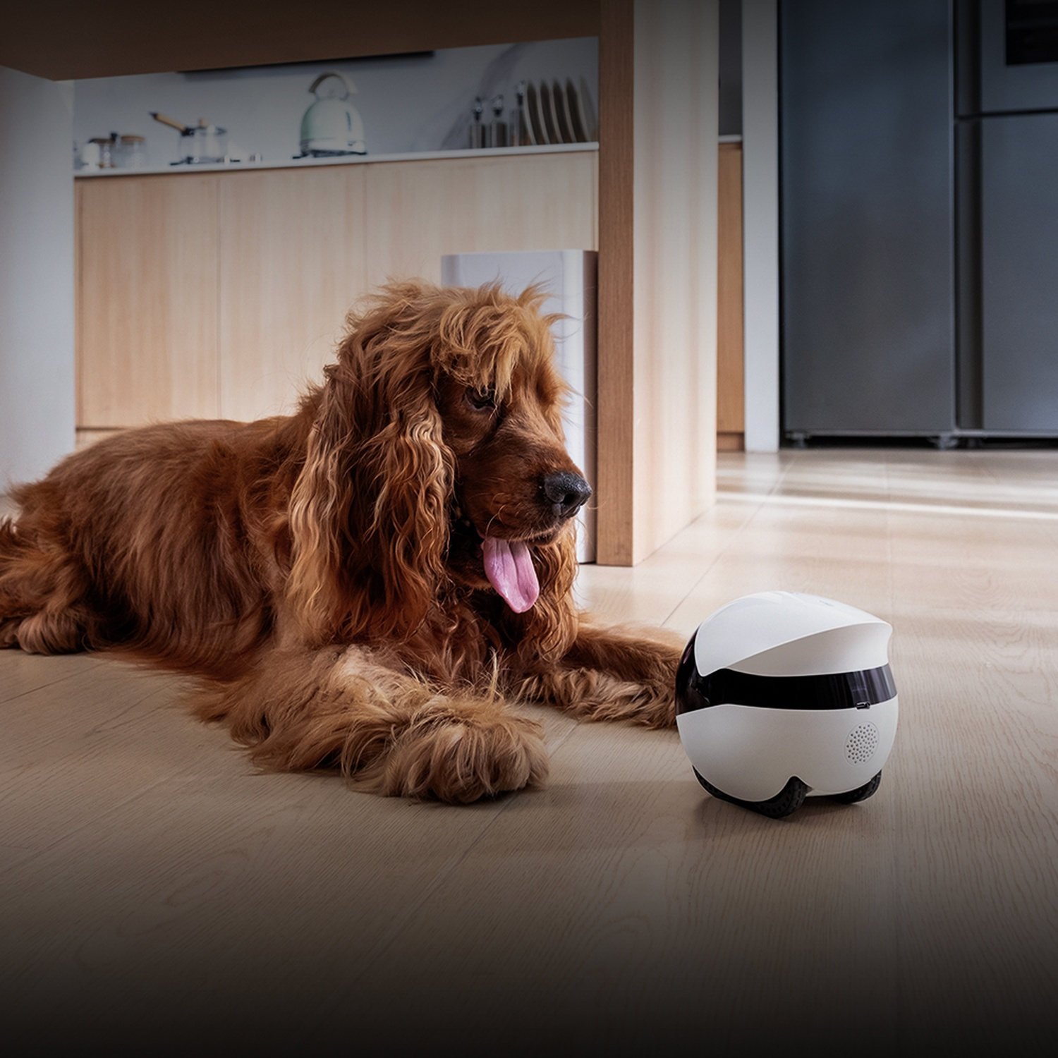 Un cane marrone giace sul pavimento accanto a un robot bianco e nero. Il cane ha la lingua di fuori. Elettrodomestici da cucina sullo sfondo.