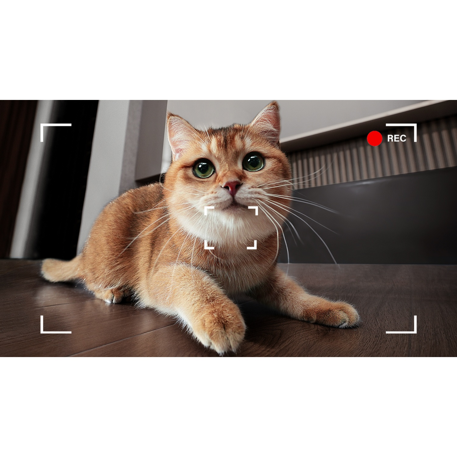 Un gatto dorato con occhi verdi giace su un pavimento di legno, con una sovrapposizione di registrazione della fotocamera. Un'icona REC rossa nell'angolo.