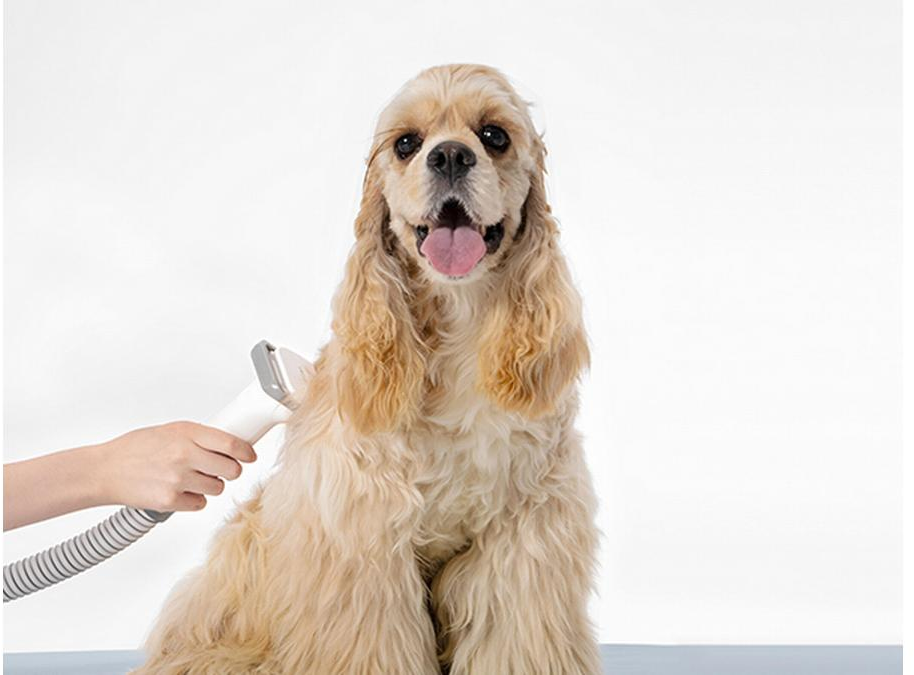 Un Cocker Spaniel beige est toiletté. Une main tient un outil de toilettage blanc. Le chien regarde la caméra, la langue tirée.